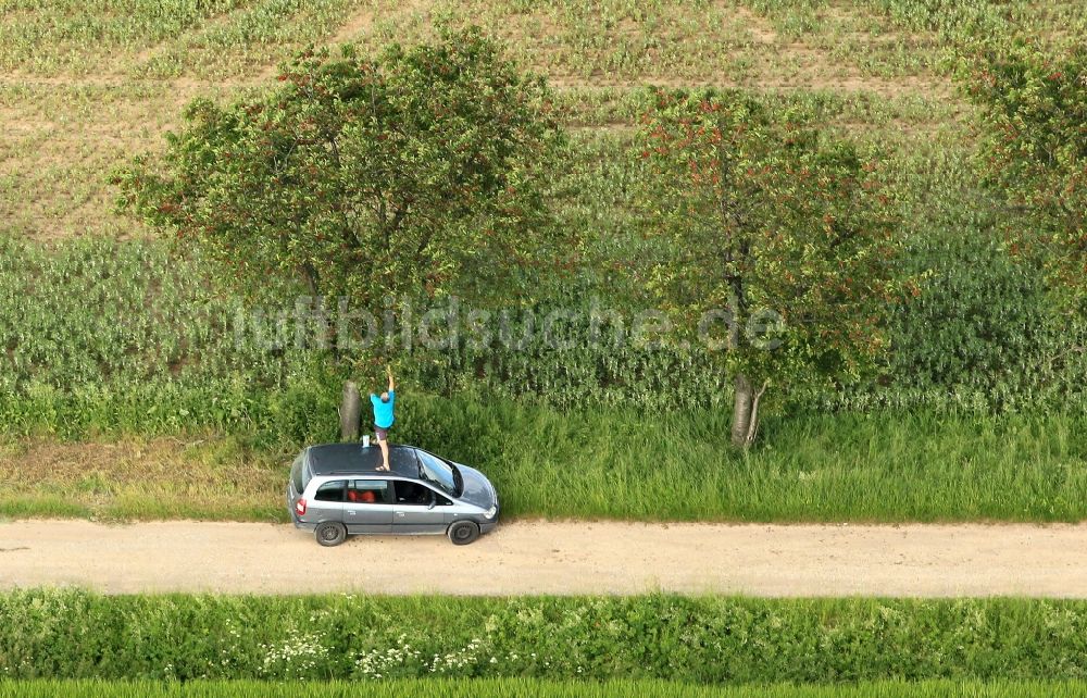Luftbild Osthausen-Wülfershausen - Kirschbäume an einem Feldweg bei Osthausen-Wülfershausen im Bundesland Thüringen