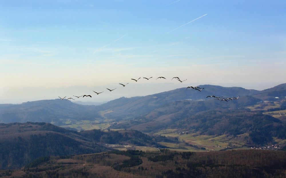 Luftaufnahme Schopfheim - Kraniche ziehen über Schopfheim im Bundesland Baden-Württemberg
