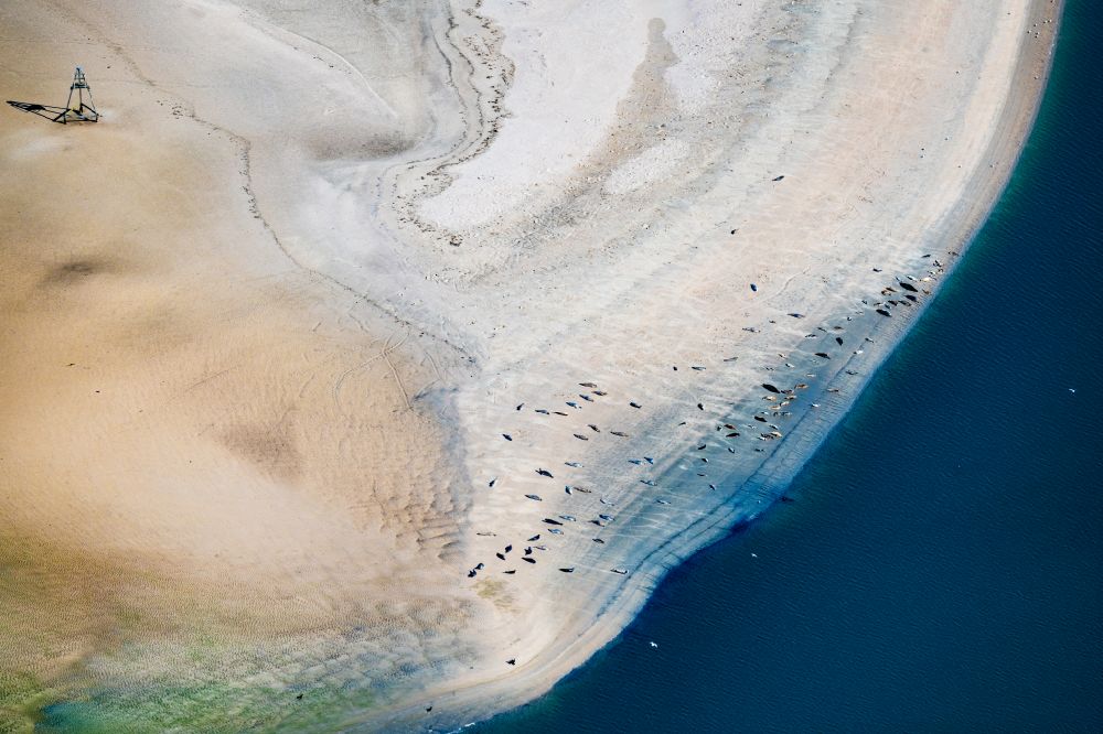 Luftbild Norderney - Küsten- Landschaft und Sandbank - Strukturen Robben und Seehunde auf einer Sandbank Seehundbank in Norderney im Bundesland Niedersachsen, Deutschland