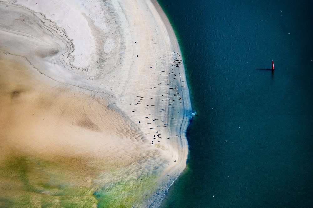 Norderney von oben - Küsten- Landschaft und Sandbank - Strukturen Robben und Seehunde auf einer Sandbank Seehundbank in Norderney im Bundesland Niedersachsen, Deutschland