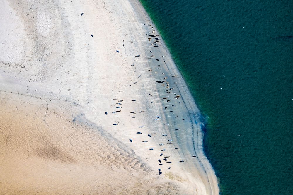 Norderney aus der Vogelperspektive: Küsten- Landschaft und Sandbank - Strukturen Robben und Seehunde auf einer Sandbank Seehundbank in Norderney im Bundesland Niedersachsen, Deutschland