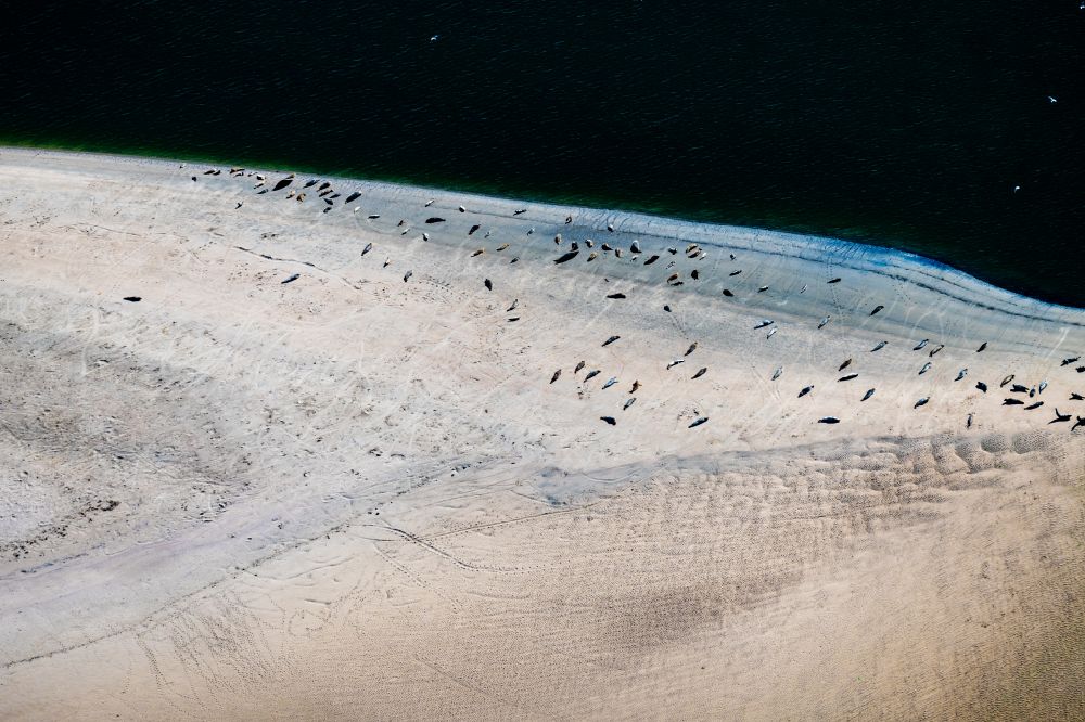 Luftaufnahme Norderney - Küsten- Landschaft und Sandbank - Strukturen Robben und Seehunde auf einer Sandbank Seehundbank in Norderney im Bundesland Niedersachsen, Deutschland
