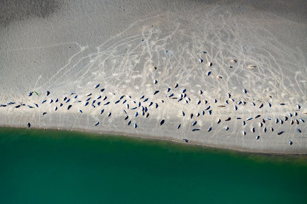 Luftbild Norderney - Küsten- Landschaft und Sandbank - Strukturen Robben und Seehunde auf einer Sandbank Seehundbank in Norderney im Bundesland Niedersachsen, Deutschland