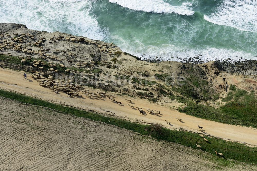 Sao Pedro da Cadeira aus der Vogelperspektive: Küstenbereich des Atlantik mit Schaf- Herde in Sao Pedro da Cadeira in Lisboa, Portugal