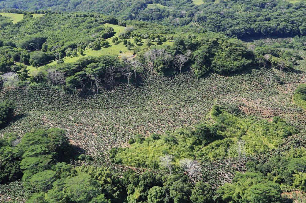 Choisy von oben - Landschaft mit Bananenplantagen bei Choisy im Bezirk Savanne, Mauritius