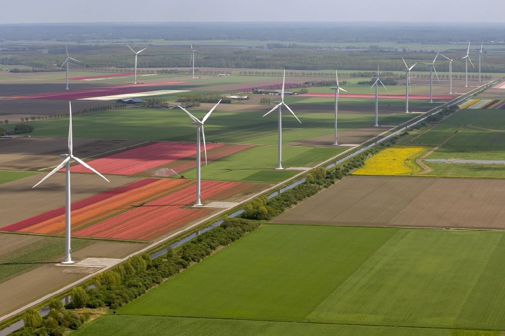 Zeewolde von oben - Landwirtschafts - Landschaft mit Tulpenfeldern zur Blumenproduktion bei Zeewolde in Nordholland in Holland / Niederlande