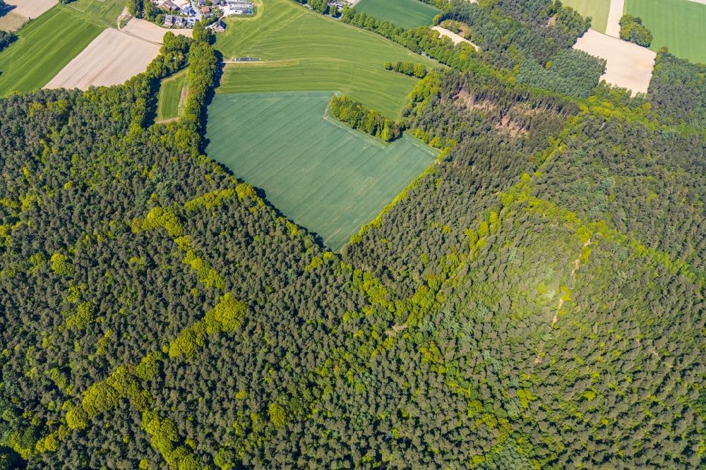 Holtwick aus der Vogelperspektive: Laub- und Nadel- Baumspitzen in einem Waldgebiet bei Holtwick im Bundesland Nordrhein-Westfalen, Deutschland