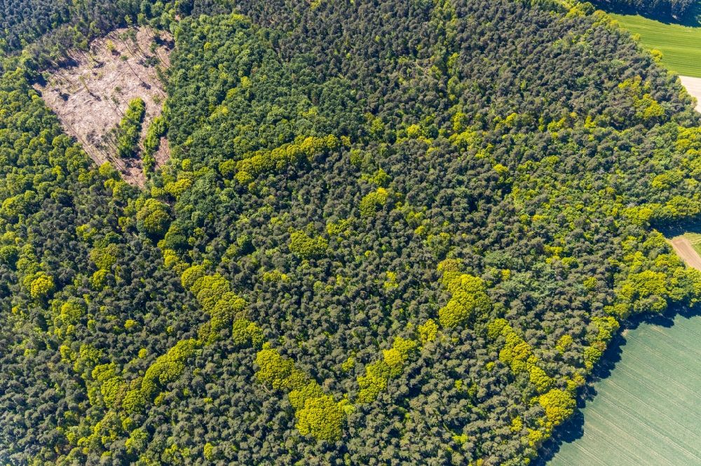 Luftaufnahme Holtwick - Laub- und Nadel- Baumspitzen in einem Waldgebiet bei Holtwick im Bundesland Nordrhein-Westfalen, Deutschland