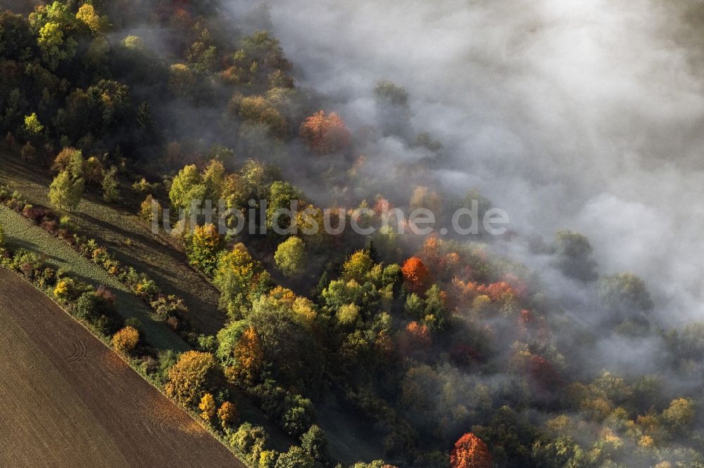Pentling von oben - Laubbaum- Baumspitzen in einem Waldgebiet bei aufsteigendem Nebel und Wolken in Pentling im Bundesland Bayern, Deutschland