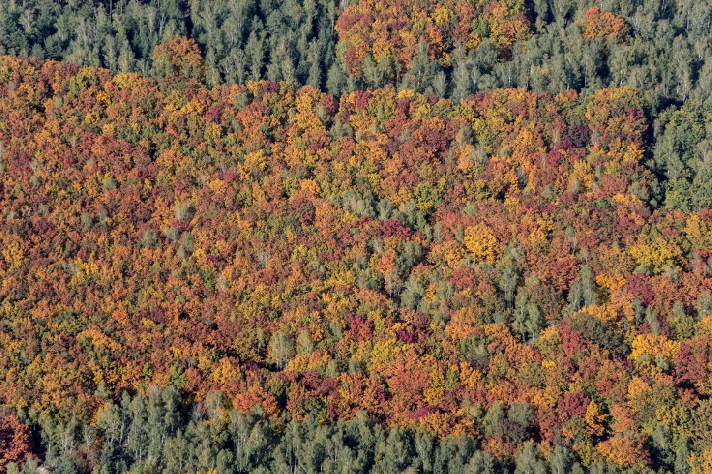Luftaufnahme Doberlug-Kirchhain - Laubbaum- Baumspitzen in einem Waldgebiet bei in Doberlug-Kirchhain im Bundesland Brandenburg, Deutschland