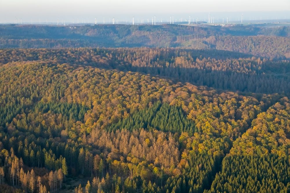 Marsberg aus der Vogelperspektive: Laubbaum- Baumspitzen in einem Waldgebiet des Forst Bredelar/Obermarsberger Wald in Marsberg im Bundesland Nordrhein-Westfalen, Deutschland