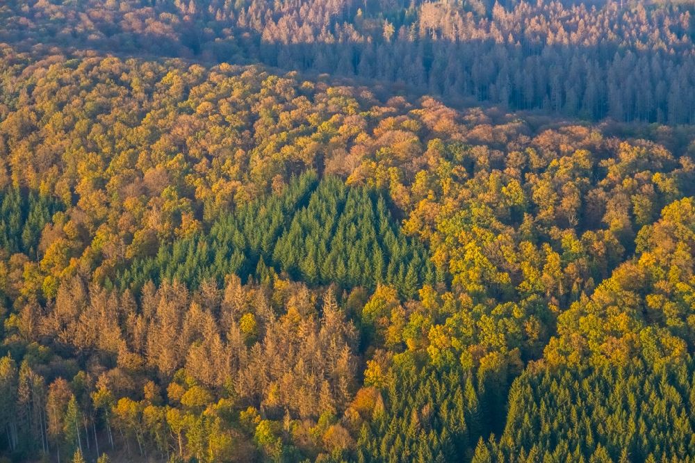 Luftbild Marsberg - Laubbaum- Baumspitzen in einem Waldgebiet des Forst Bredelar/Obermarsberger Wald in Marsberg im Bundesland Nordrhein-Westfalen, Deutschland