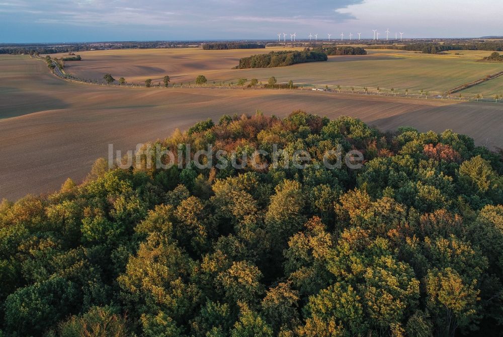 Luftaufnahme Lietzen - Laubbaum- Baumspitzen in einem Waldgebiet in Lietzen im Bundesland Brandenburg, Deutschland