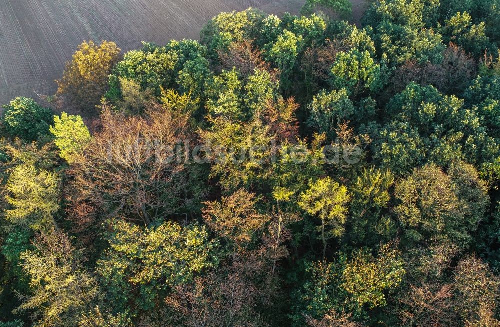 Lietzen von oben - Laubbaum- Baumspitzen in einem Waldgebiet in Lietzen im Bundesland Brandenburg, Deutschland