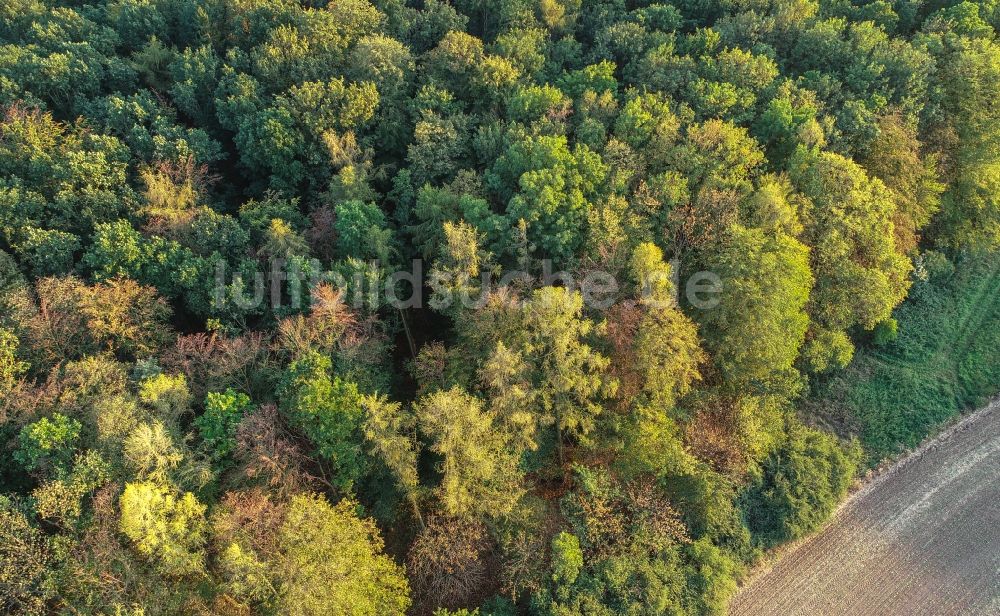 Lietzen aus der Vogelperspektive: Laubbaum- Baumspitzen in einem Waldgebiet in Lietzen im Bundesland Brandenburg, Deutschland