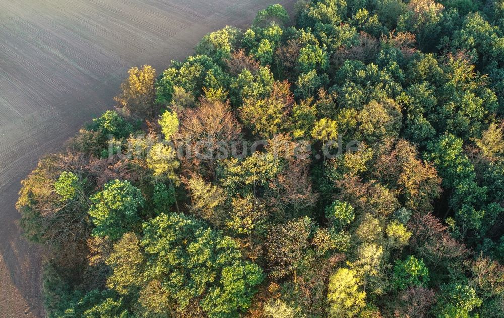 Luftbild Lietzen - Laubbaum- Baumspitzen in einem Waldgebiet in Lietzen im Bundesland Brandenburg, Deutschland