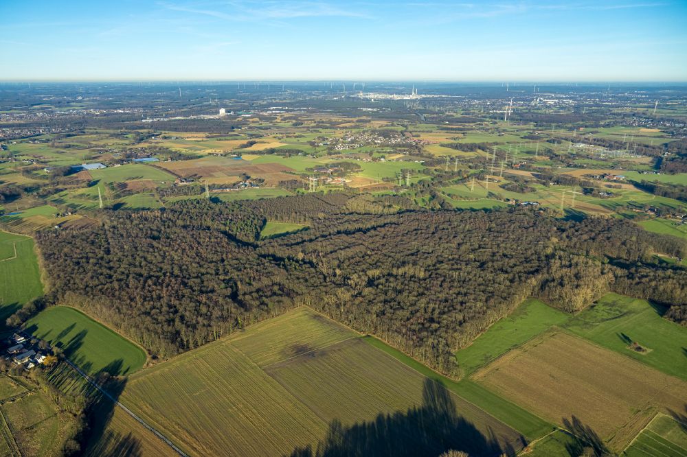 Gladbeck aus der Vogelperspektive: Laubbaum- Baumspitzen in einem Waldgebiet Möllers Bruch Waldgebiet in Gladbeck im Bundesland Nordrhein-Westfalen, Deutschland