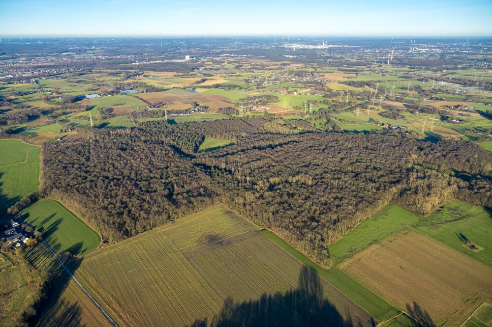 Luftbild Gladbeck - Laubbaum- Baumspitzen in einem Waldgebiet Möllers Bruch Waldgebiet in Gladbeck im Bundesland Nordrhein-Westfalen, Deutschland