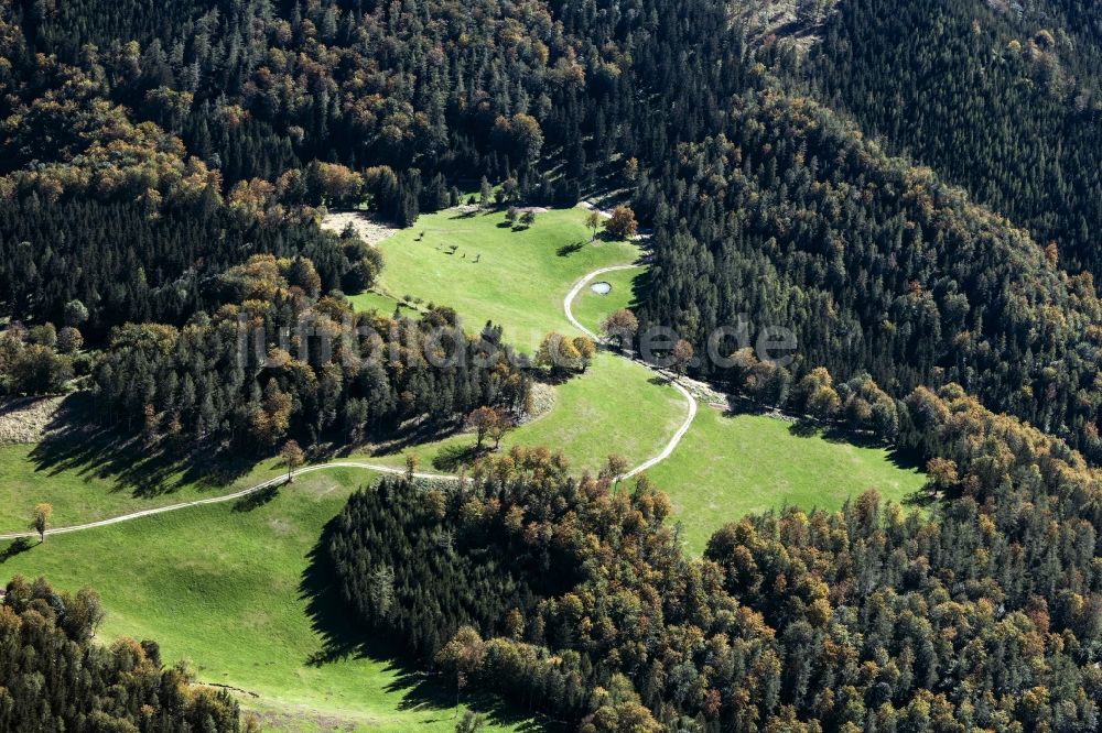 Luftaufnahme Türnitz - Laubbaum- Baumspitzen in einem Waldgebiet in Türnitz in Niederösterreich, Österreich