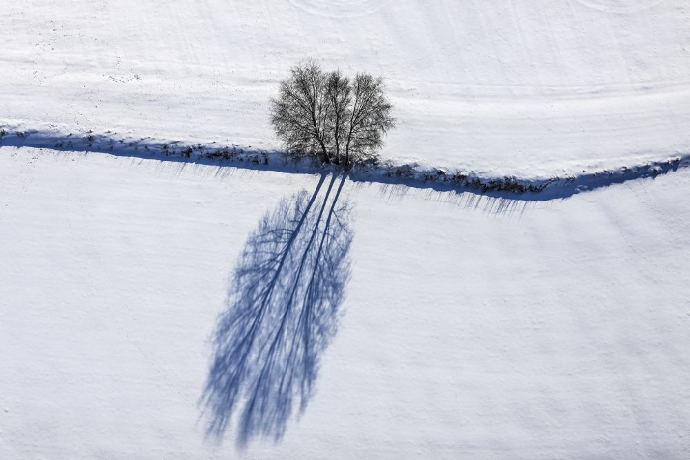 Eching aus der Vogelperspektive: Luftbild von einem Dreifachbaum mit starkem Schatten auf verschneitem Acker bei Heinzelwinkl in Eching im Bundesland Bayern