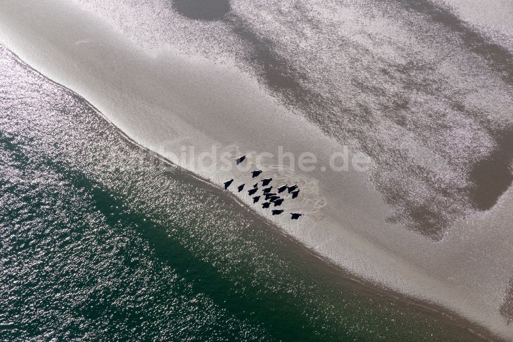 Fanö aus der Vogelperspektive: Mähnenrobben und Seehunde am Priel zur Sandbank Peter Meyers im Süden der Nordseeinsel Fanö in Region Syddanmark, Dänemark