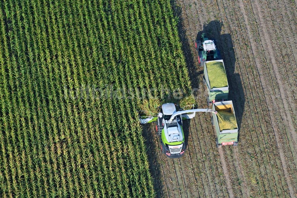 Döhren von oben - Mais- Ernte in einem Landwirtschaftsbetrieb in Döhren im Bundesland Sachsen-Anhalt, Deutschland