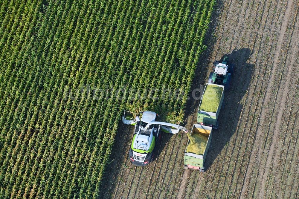 Döhren aus der Vogelperspektive: Mais- Ernte in einem Landwirtschaftsbetrieb in Döhren im Bundesland Sachsen-Anhalt, Deutschland