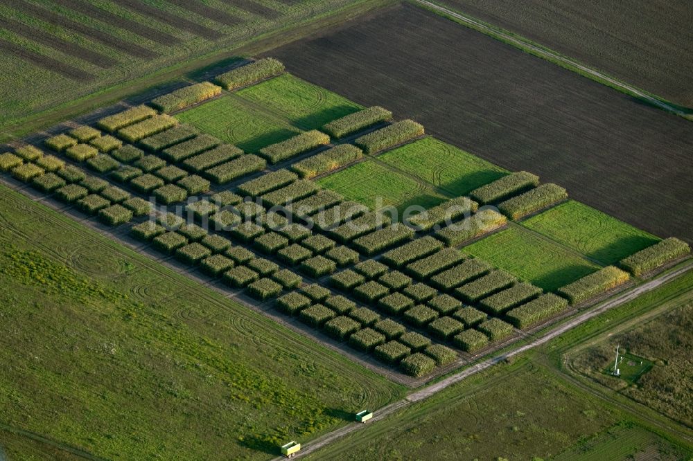 Luftaufnahme Teutschenthal - Mais- Ernte in einem Landwirtschaftsbetrieb in Teutschenthal im Bundesland Sachsen-Anhalt, Deutschland