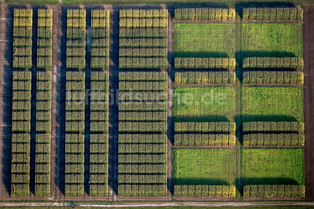 Teutschenthal von oben - Mais- Ernte in einem Landwirtschaftsbetrieb in Teutschenthal im Bundesland Sachsen-Anhalt, Deutschland