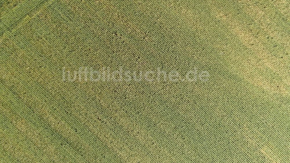 Barum aus der Vogelperspektive: Maisfeld bei Barum im Bundesland Niedersachsen, Deutschland