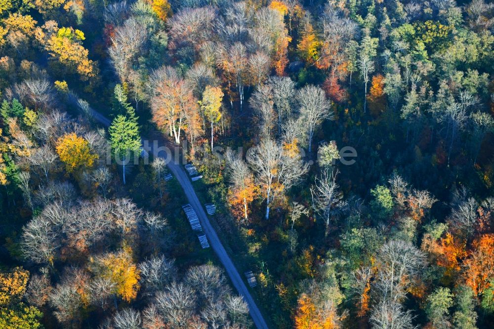 Luftbild Ahrenshagen-Daskow - Meer bunt gefärbter Blätter an den Baumspitzen in einem Laubbaum- Waldgebiet in Ahrenshagen-Daskow im Bundesland Mecklenburg-Vorpommern, Deutschland