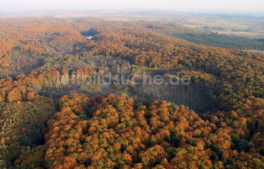 Altkünkendorf von oben - Meer bunt gefärbter Blätter an den Baumspitzen in einem Laubbaum- Waldgebiet in Altkünkendorf im Bundesland Brandenburg
