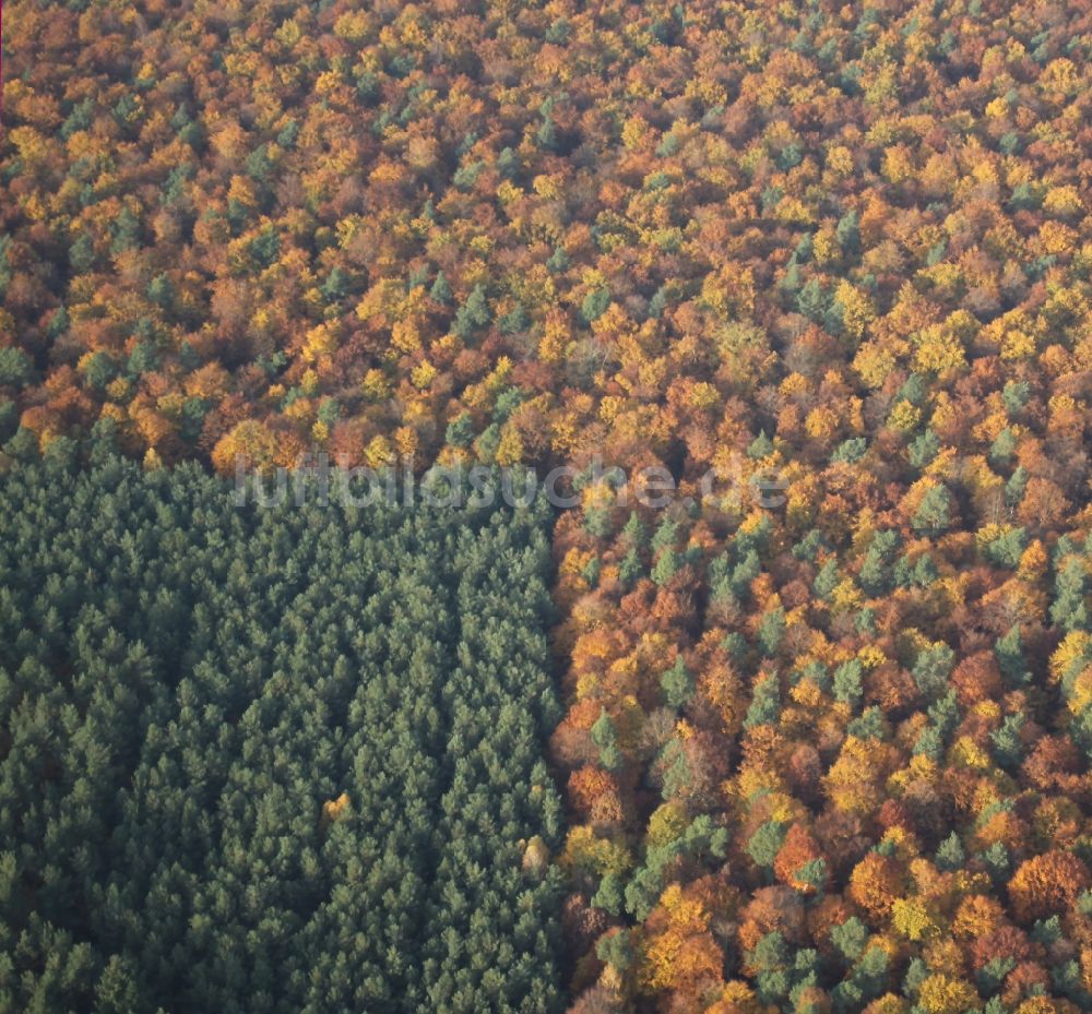 Marienwerder von oben - Meer bunt gefärbter Blätter an den Baumspitzen in einem Laubbaum- Waldgebiet bei Marienwerder im Bundesland Brandenburg