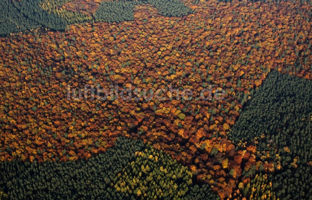 Marienwerder aus der Vogelperspektive: Meer bunt gefärbter Blätter an den Baumspitzen in einem Laubbaum- Waldgebiet bei Marienwerder im Bundesland Brandenburg