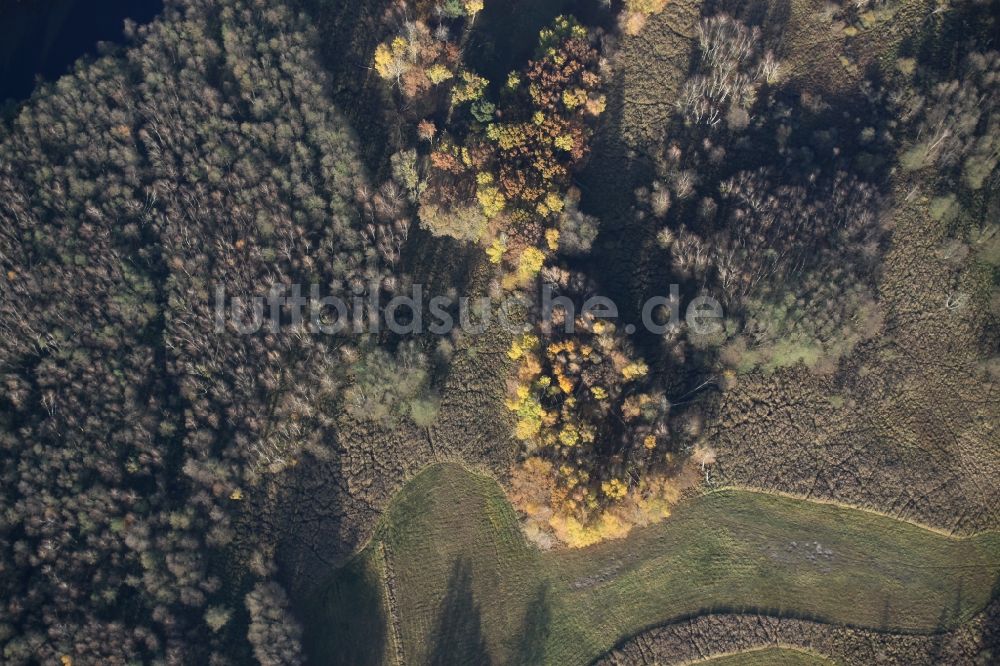 Luftbild Marienwerder - Meer bunt gefärbter Blätter an den Baumspitzen in einem Laubbaum- Waldgebiet bei Marienwerder im Bundesland Brandenburg
