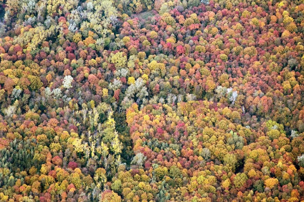 Luftaufnahme Weisweil - Meer bunt gefärbter Blätter an den Baumspitzen in einem Laubbaum- Waldgebiet bei Weisweil im Bundesland Baden-Württemberg