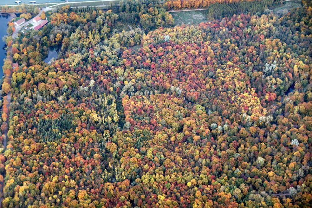 Weisweil von oben - Meer bunt gefärbter Blätter an den Baumspitzen in einem Laubbaum- Waldgebiet bei Weisweil im Bundesland Baden-Württemberg