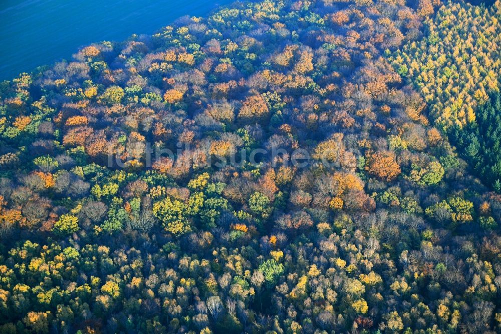 Luftaufnahme Gültz - Meer bunt gefärbter Blätter an den Baumspitzen in einem Laubbaum- Waldgebiet in Gültz im Bundesland Mecklenburg-Vorpommern, Deutschland