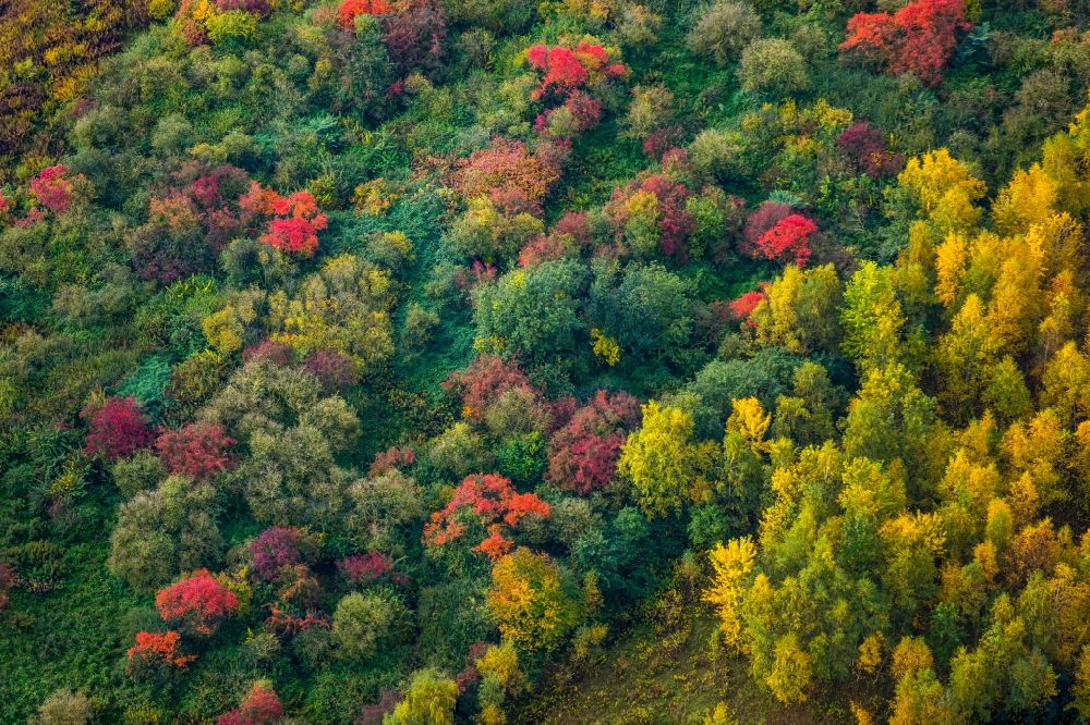 Luftaufnahme Dortmund - Meer bunt gefärbter Blätter an den Baumspitzen in einem Laubbaum- Waldgebiet in Mengede im Bundesland Nordrhein-Westfalen