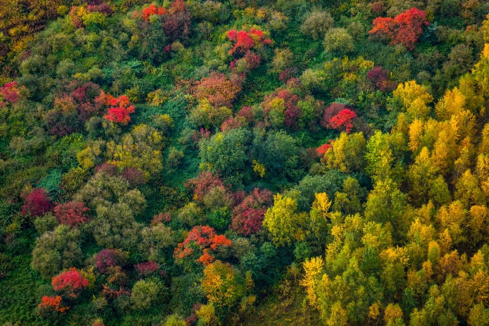 Dortmund aus der Vogelperspektive: Meer bunt gefärbter Blätter an den Baumspitzen in einem Laubbaum- Waldgebiet in Mengede im Bundesland Nordrhein-Westfalen