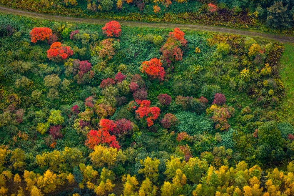 Luftbild Dortmund - Meer bunt gefärbter Blätter an den Baumspitzen in einem Laubbaum- Waldgebiet in Mengede im Bundesland Nordrhein-Westfalen