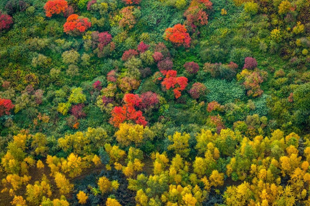 Luftaufnahme Dortmund - Meer bunt gefärbter Blätter an den Baumspitzen in einem Laubbaum- Waldgebiet in Mengede im Bundesland Nordrhein-Westfalen