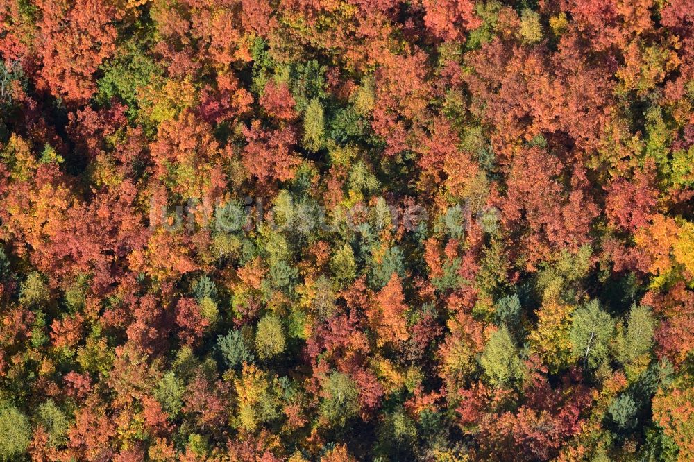 Schmachtenhagen aus der Vogelperspektive: Meer bunt gefärbter Blätter an den Baumspitzen in einem Laubbaum- Waldgebiet in Schmachtenhagen im Bundesland Brandenburg