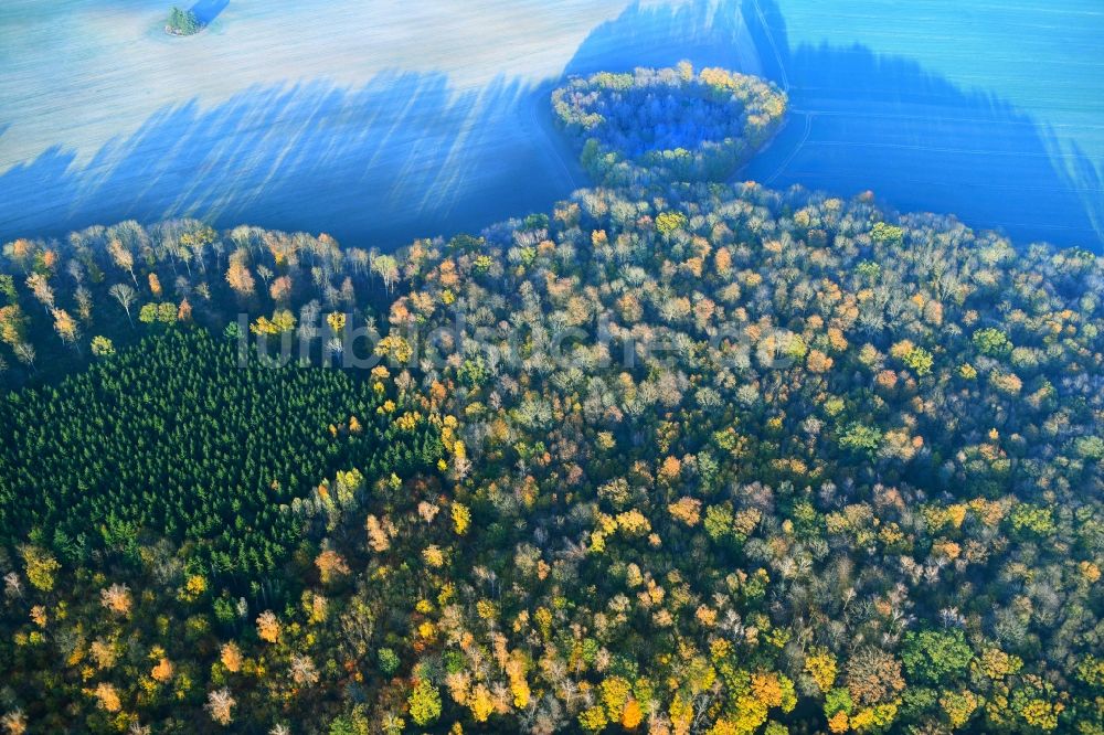 Tützpatz aus der Vogelperspektive: Meer bunt gefärbter Blätter an den Baumspitzen in einem Waldgebiet in Tützpatz im Bundesland Mecklenburg-Vorpommern, Deutschland