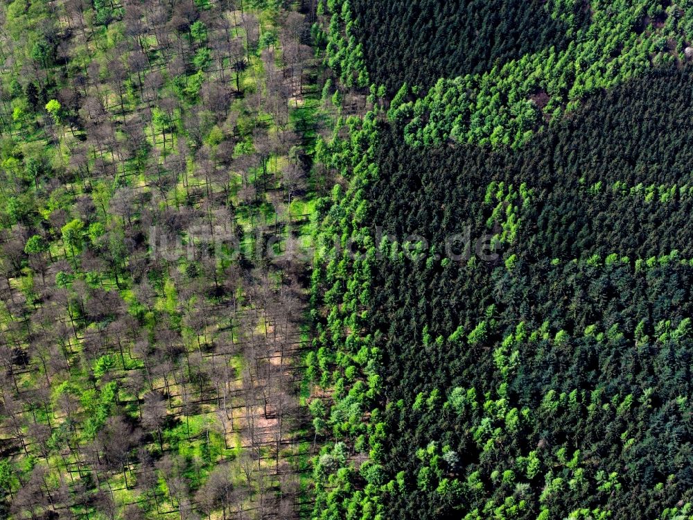 Göppingen aus der Vogelperspektive: Mischwald Strukturen mit frischem Grün blühender Laubwaldbestände im Frühsommer in einem Wald bei Göppingen in Baden-Württemberg
