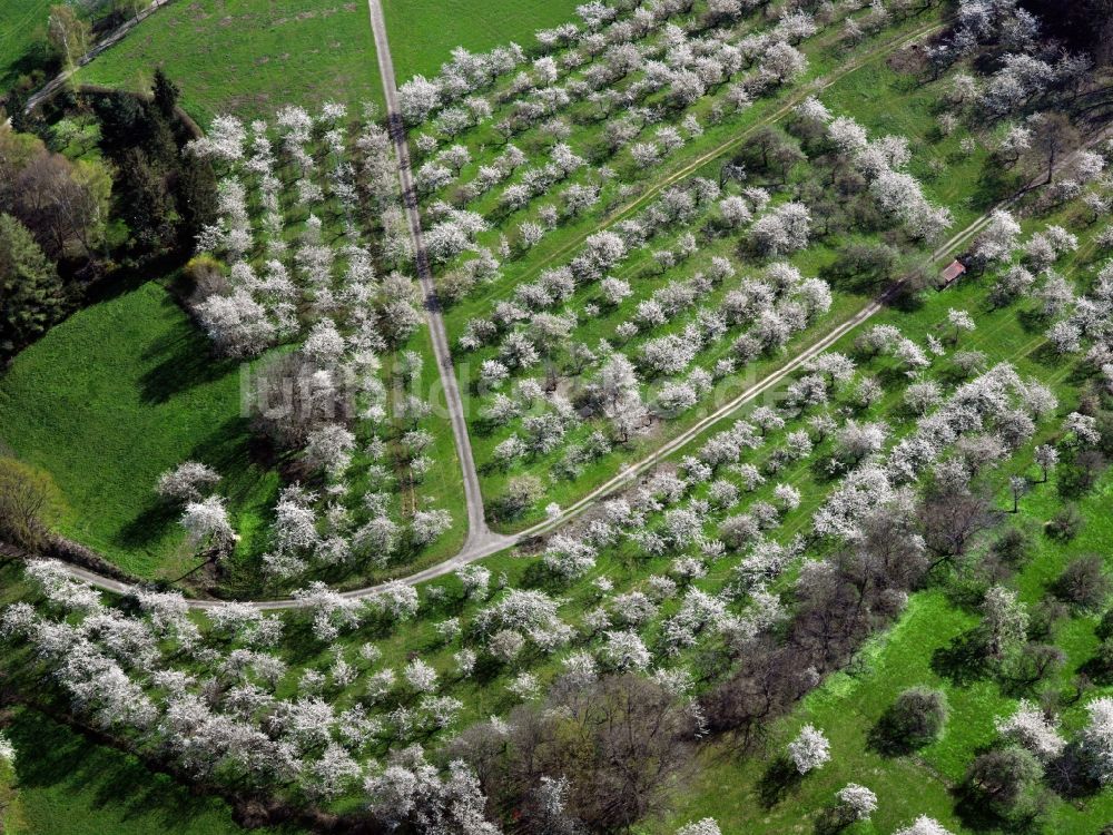 Luftbild Göppingen - Mischwald Strukturen mit frischem Grün blühender Laubwaldbestände im Frühsommer in einem Wald bei Göppingen in Baden-Württemberg
