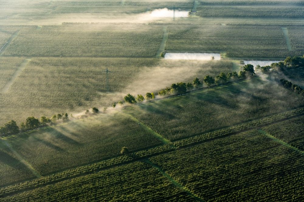Hollern-Twielenfleth von oben - Nebel einer Obstplantage in Twielenfleth Altes Land in Stade im Bundesland Niedersachsen, Deutschland