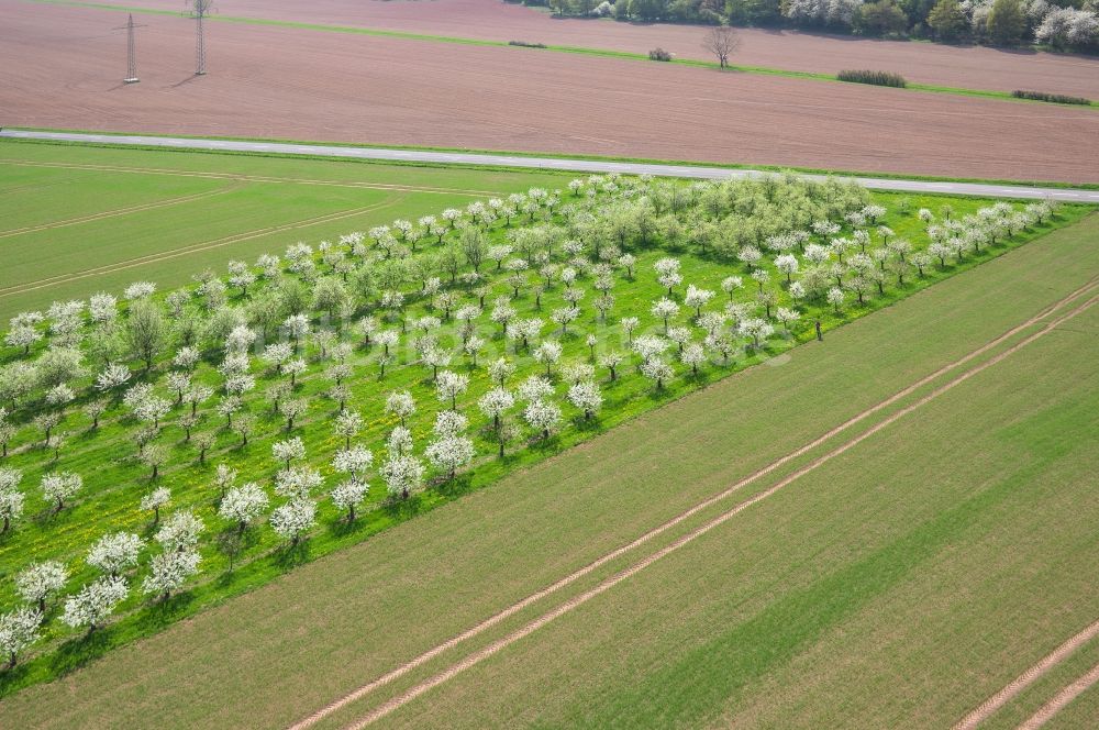 Luftaufnahme Witzenhausen - Obstbaum-Reihen mit Feldern in Witzenhausen im Bundesland Hessen
