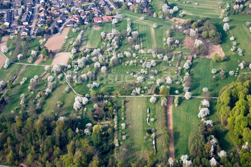 Gaggenau von oben - Parzellen einer Kleingartenanlage im Ortsteil Oberweier in Gaggenau im Bundesland Baden-Württemberg