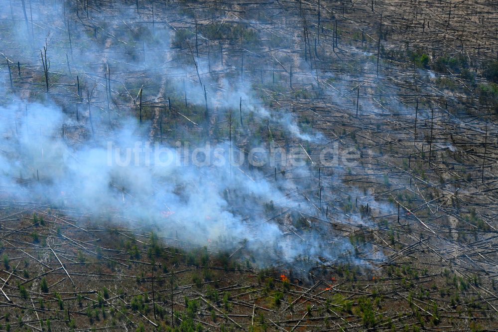 Luftaufnahme Treuenbrietzen - Rauchschwaden eines Brandes im Baumbestand eines Waldgebietes in Treuenbrietzen im Bundesland Brandenburg, Deutschland
